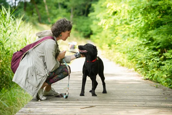 Znaleziono psa, Sosnowiec, 2 lipca 2025 (2/5)