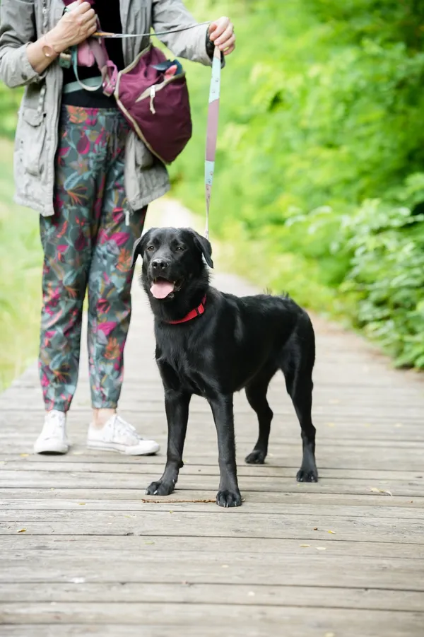 Znaleziono psa, Sosnowiec, 2 lipca 2025 (3/5)