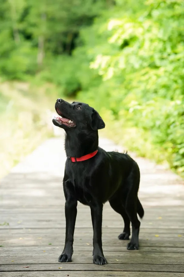 Znaleziono psa, Sosnowiec, 2 lipca 2025 (4/5)