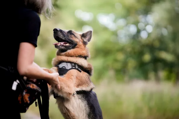 Znaleziono psa, Sosnowiec, 1 lipca 2025 (1/5)