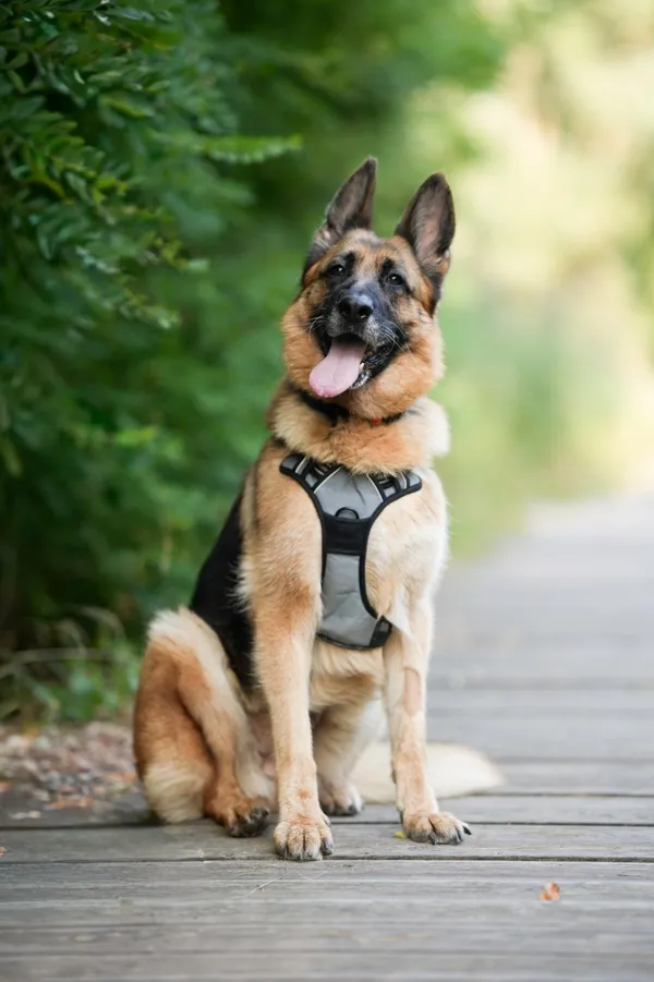 Znaleziono psa, Sosnowiec, 1 lipca 2025 (2/5)