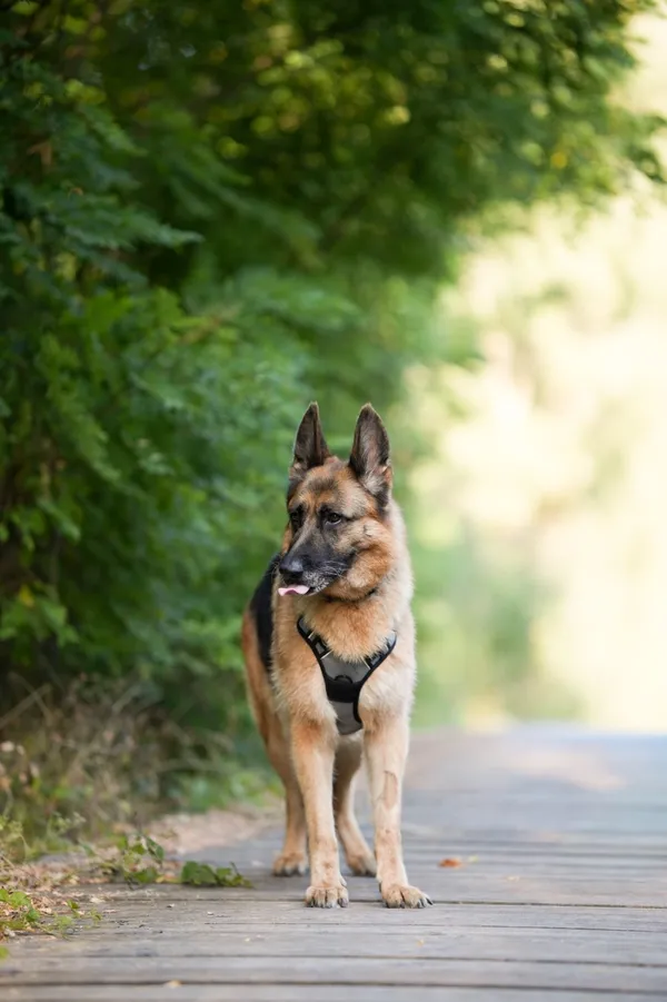 Znaleziono psa, Sosnowiec, 1 lipca 2025 (5/5)