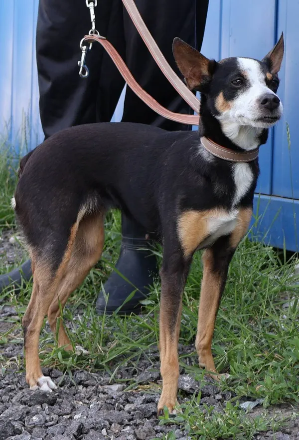 Znaleziono psa, Łódź, 3 lipca 2025 (2/5)