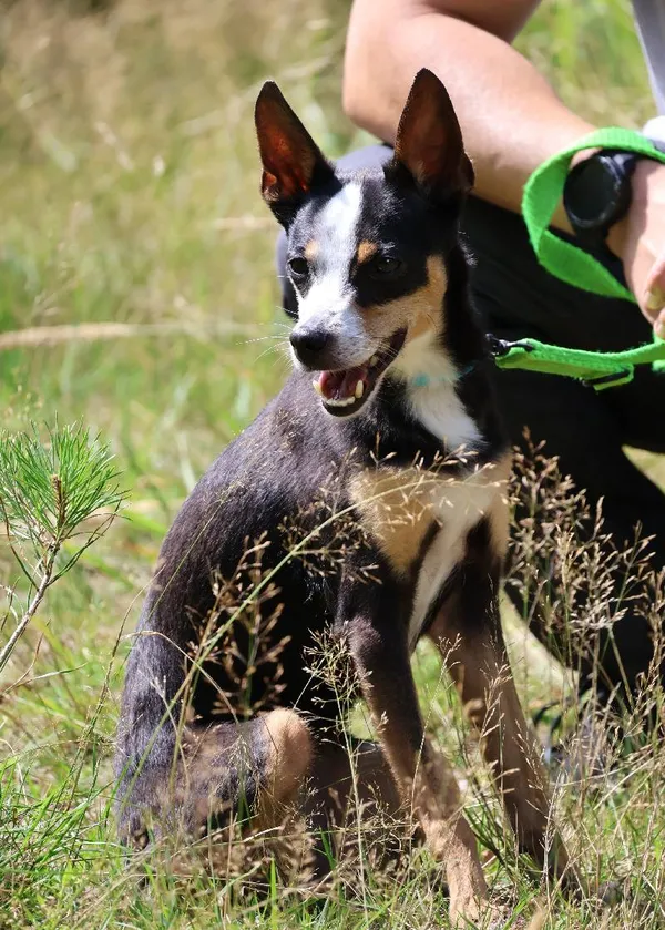 Znaleziono psa, Łódź, 3 lipca 2025 (5/5)