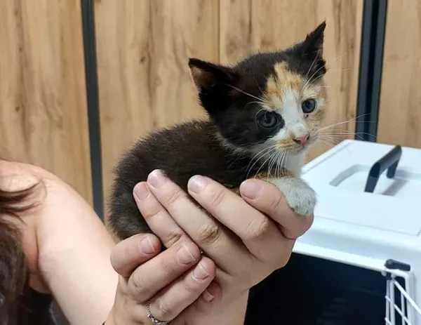 Znaleziono kota, Toruń, 3 lipca 2025