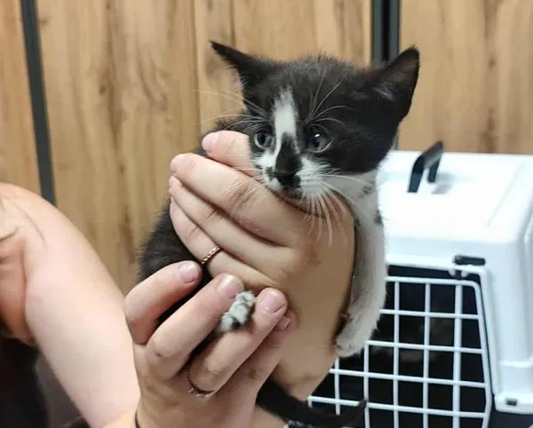 Znaleziono kota, Toruń, 3 lipca 2025