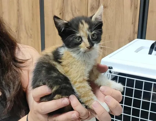 Znaleziono kota, Toruń, 3 lipca 2025