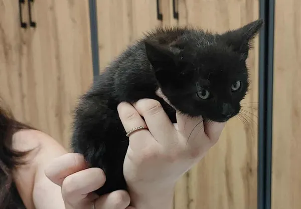 Znaleziono kota, Toruń, 3 lipca 2025