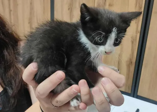 Znaleziono kota, Toruń, 3 lipca 2025