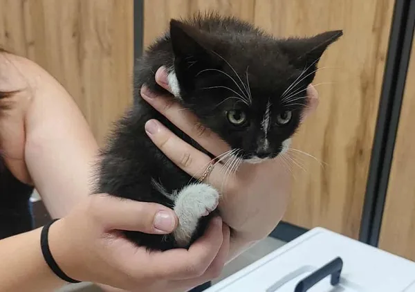 Znaleziono kota, Toruń, 3 lipca 2025