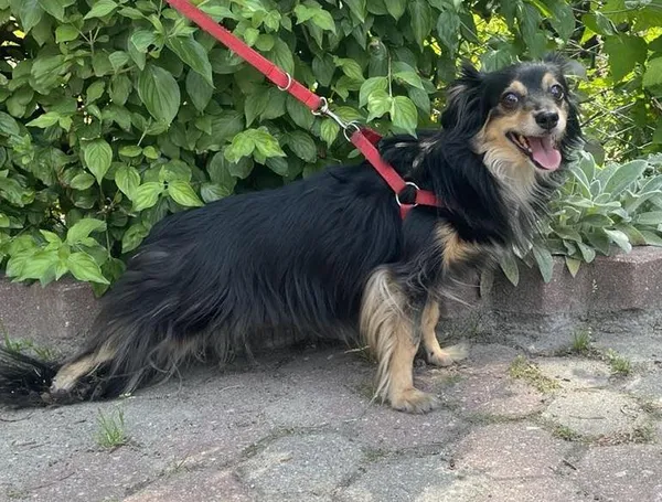 Znaleziono psa, Toruń, 3 lipca 2025