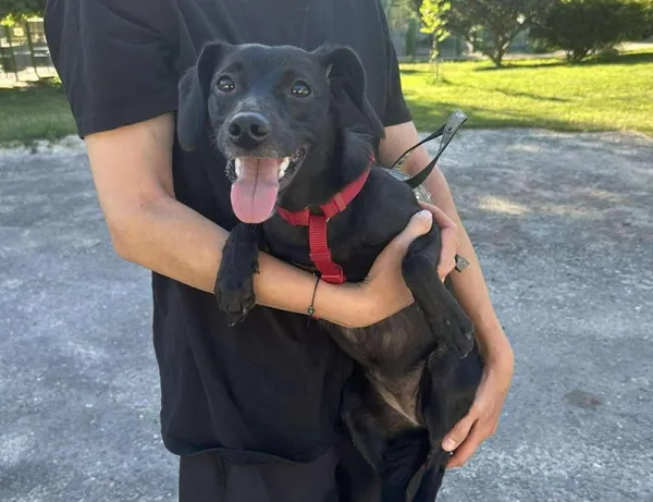 Znaleziono psa, Toruń, 2 lipca 2025