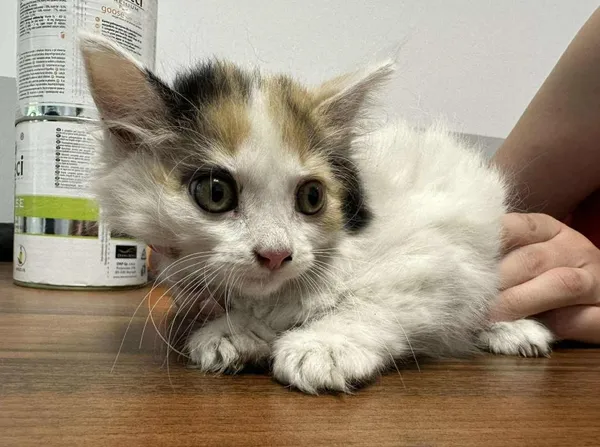 Znaleziono kota, Toruń, 2 lipca 2025