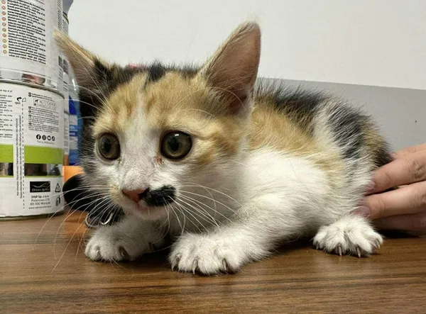 Znaleziono kota, Toruń, 2 lipca 2025