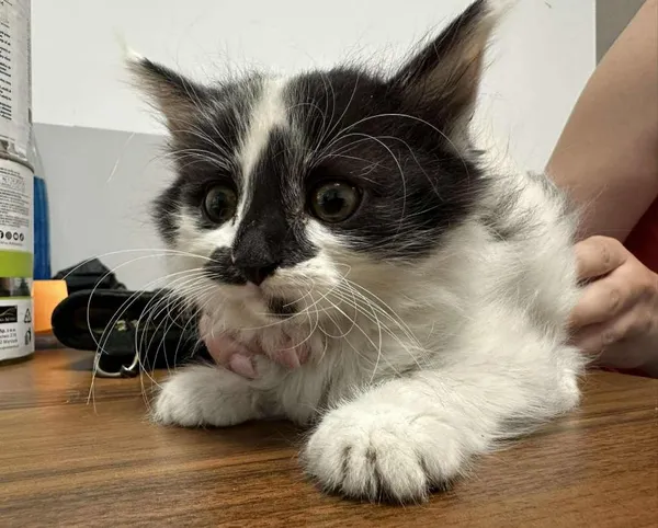 Znaleziono kota, Toruń, 2 lipca 2025