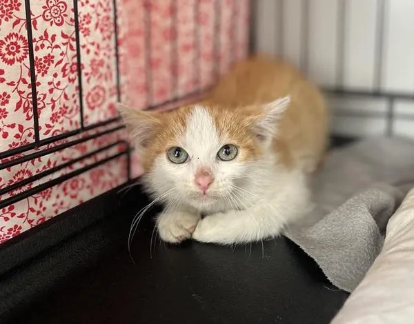 Znaleziono kota, Toruń, 1 lipca 2025