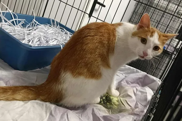 Znaleziono kota, Toruń, 1 lipca 2025