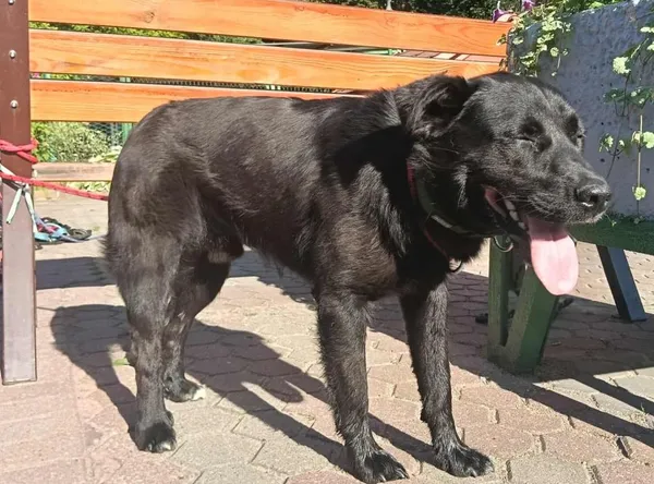 Znaleziono psa, Toruń, 1 lipca 2025