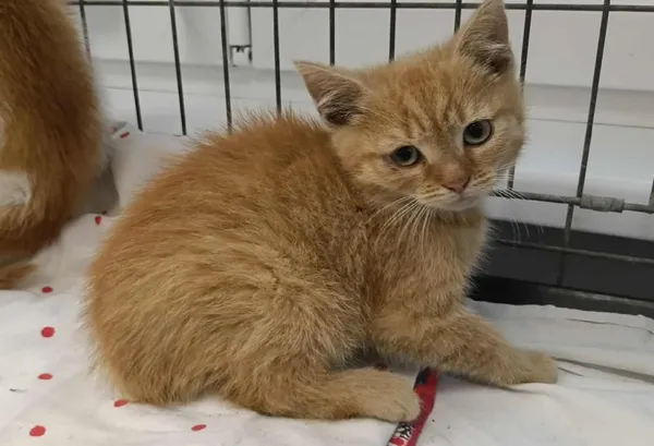 Znaleziono kota, Toruń, 30 czerwca 2025