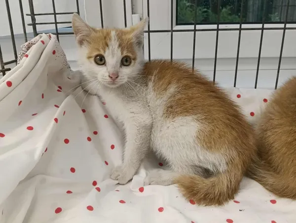 Znaleziono kota, Toruń, 30 czerwca 2025