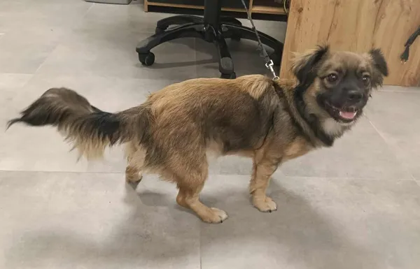 Znaleziono psa, Toruń, 29 czerwca 2025