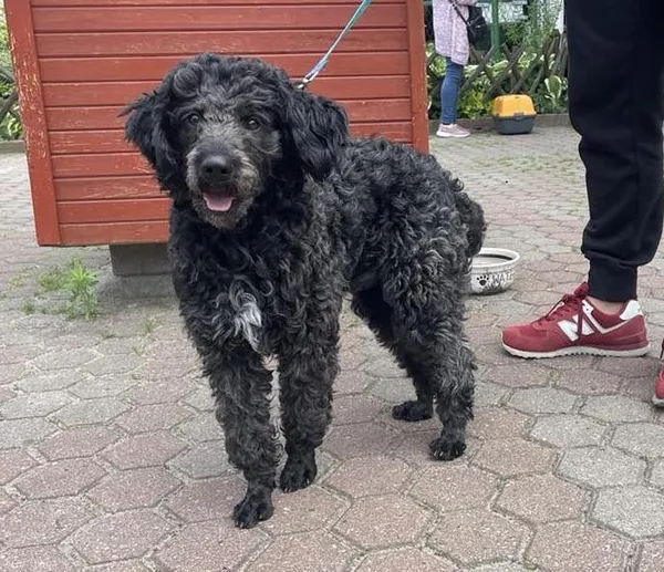 Znaleziono psa, Toruń, 28 czerwca 2025