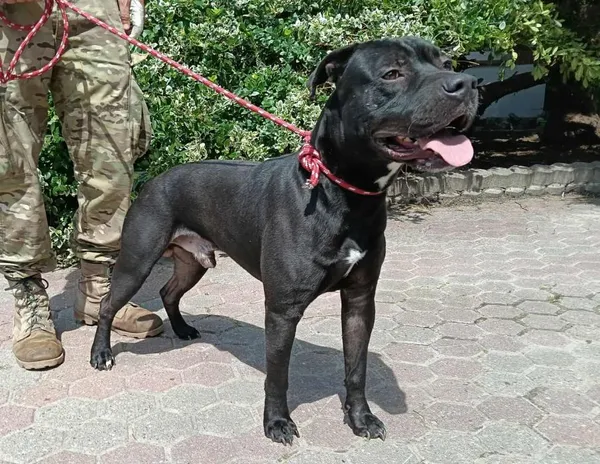 Znaleziono psa, Toruń, 28 czerwca 2025