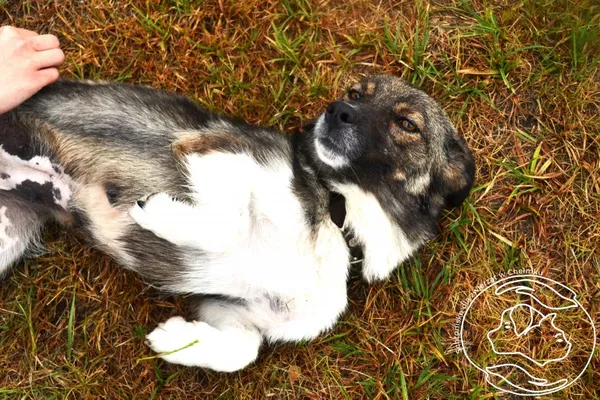 Pies do adopcji, Chełmek, 28 kwietnia 2025