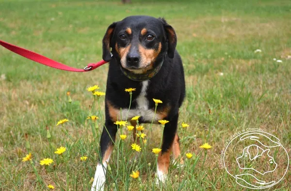 Pies do adopcji, Chełmek, 18 listopada 2024