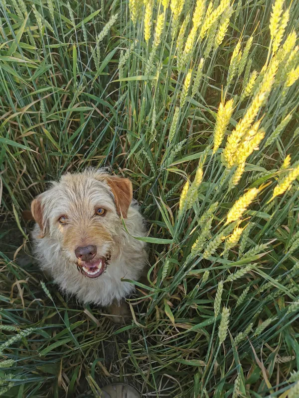 Zaginął pies, Barbarka, 4 lipca 2025