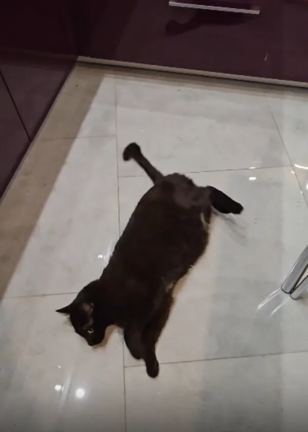 Zaginął kot, Oleszyce, 4 lipca 2025 (3/6)