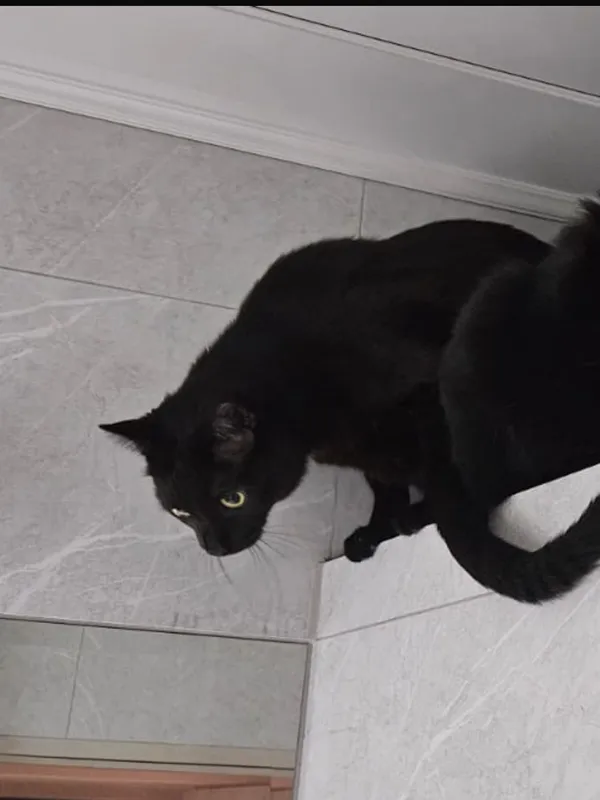 Zaginął kot, Oleszyce, 4 lipca 2025 (4/6)