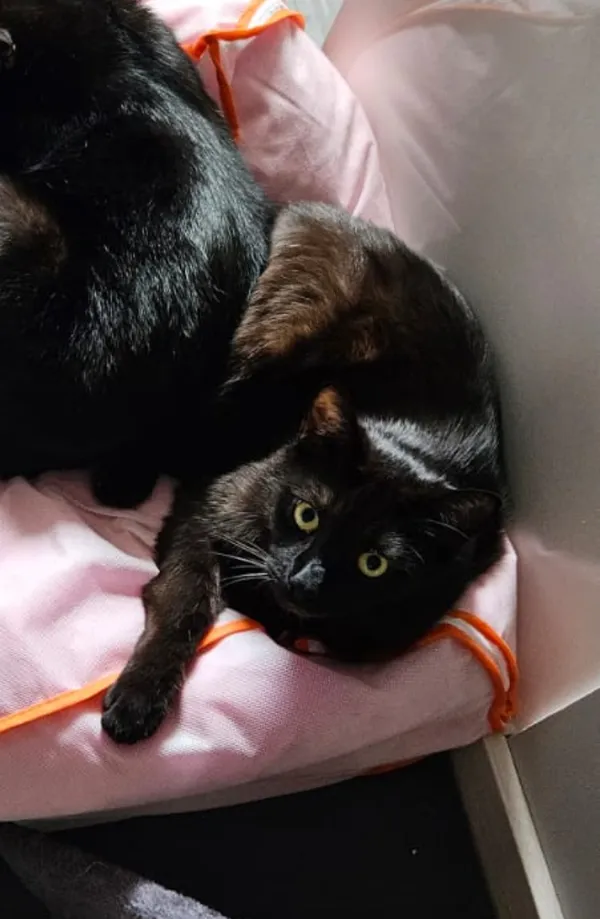 Zaginął kot, Oleszyce, 4 lipca 2025 (5/6)