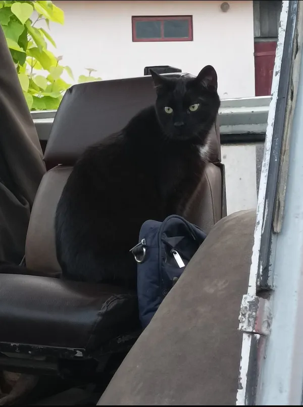 Zaginął kot, Oleszyce, 4 lipca 2025 (6/6)