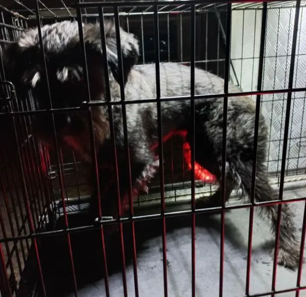 Znaleziono psa, Radom, 3 lipca 2025