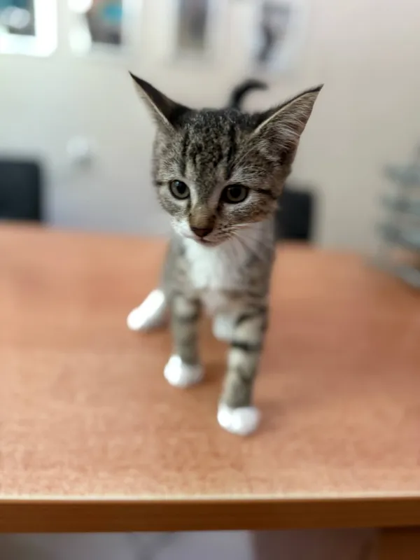 Kot do adopcji, Jelenia Góra, 1 lipca 2025 (2/3)