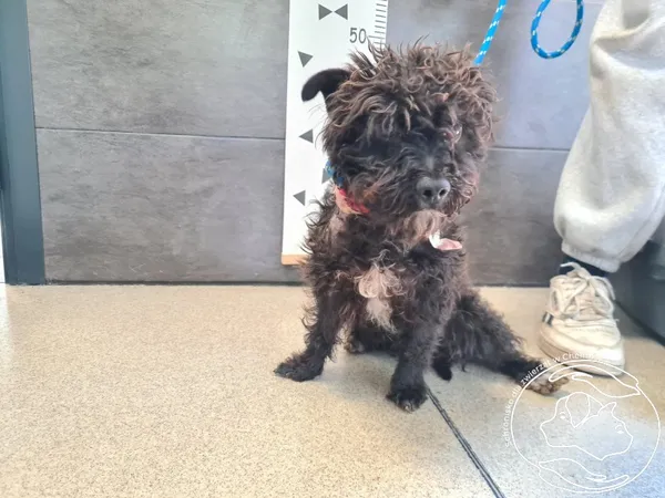 Znaleziono psa, Chełmek, 4 lipca 2025