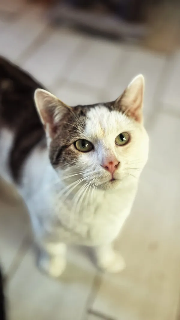 Kot do adopcji, Dłużyna Górna, 4 lipca 2025 (2/5)