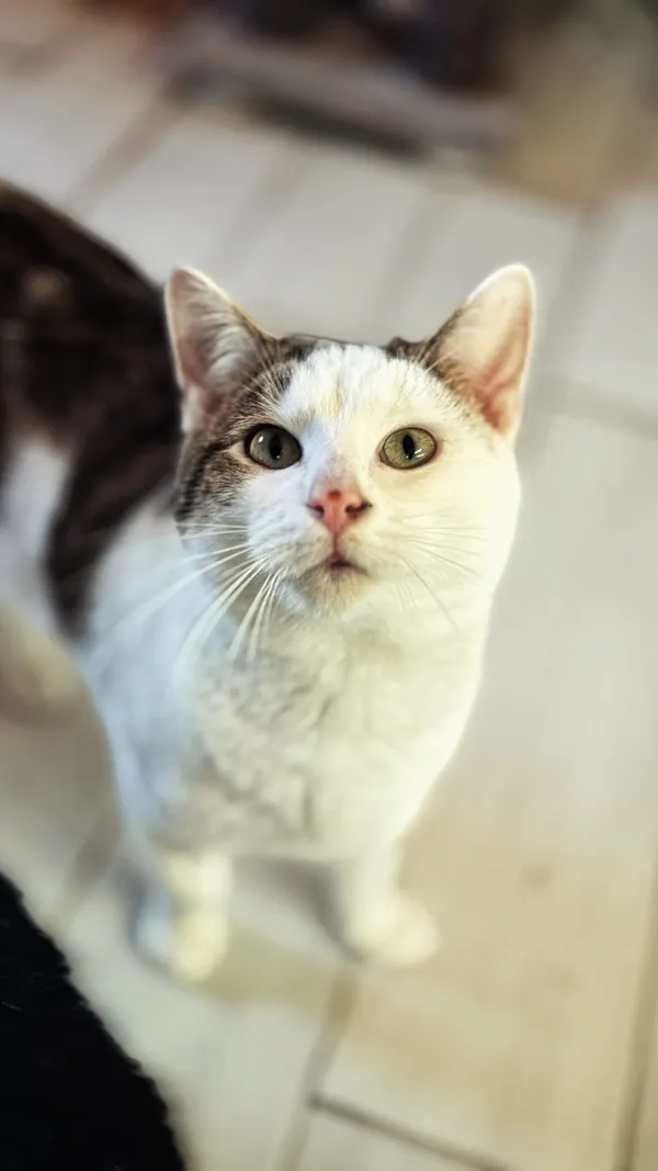 Kot do adopcji, Dłużyna Górna, 4 lipca 2025 (3/5)