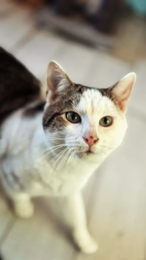 Kot do adopcji, Dłużyna Górna, 4 lipca 2025 (4/5)