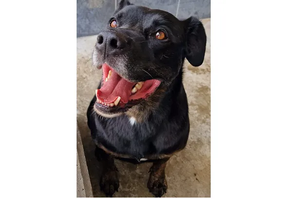 Pies do adopcji, Wrocław, 1 lipca 2025 (2/2)