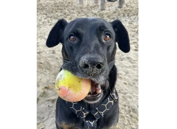 Pies do adopcji, Wrocław, 1 lipca 2025 (1/2)