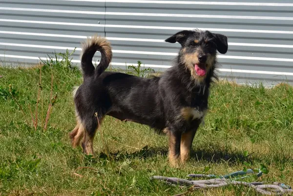 Znaleziono psa, Lublin, 3 czerwca 2025