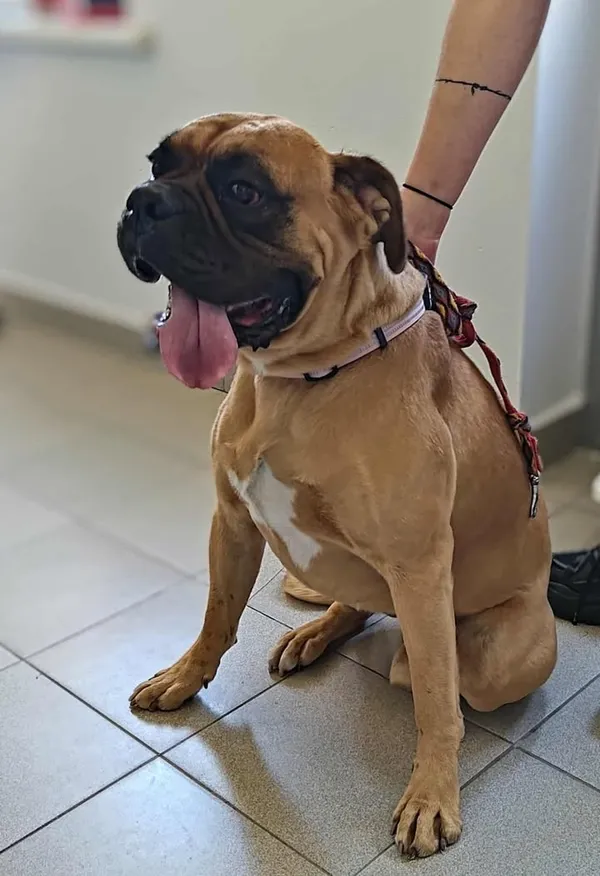 Znaleziono psa, Lublin, 3 czerwca 2025