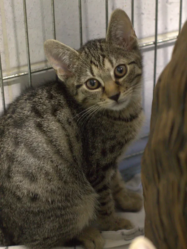 Znaleziono kota, Sosnowiec, 3 lipca 2025