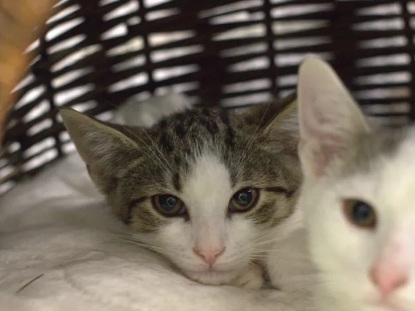 Znaleziono kota, Sosnowiec, 3 lipca 2025