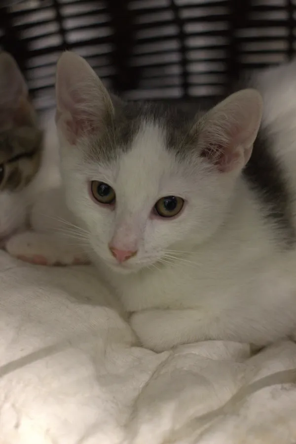 Znaleziono kota, Sosnowiec, 3 lipca 2025 (1/5)