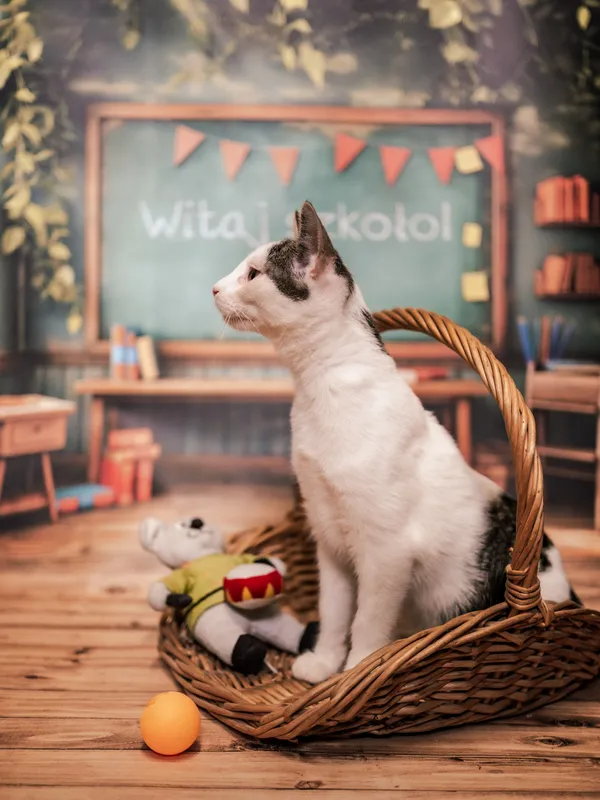 Znaleziono kota, Sosnowiec, 3 lipca 2025 (3/5)