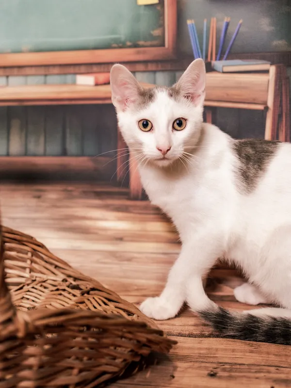 Znaleziono kota, Sosnowiec, 3 lipca 2025 (4/5)