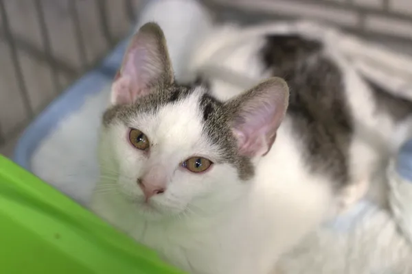 Znaleziono kota, Sosnowiec, 3 lipca 2025 (2/5)